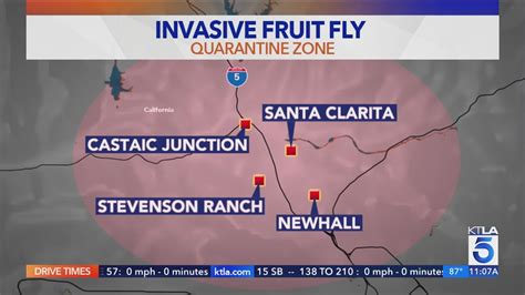 Southern California neighborhood under quarantine due to invasive fly species